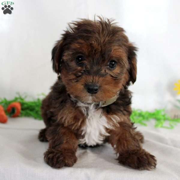 Amber, Yorkie Poo Puppy